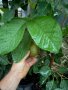 Ябълкова гуава, Psidium guajava, растения и семена, снимка 1