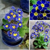 100 бр редки семена от цвете цветя синя вечерна иглика лесни за засаждане в градината градински деко, снимка 2 - Стайни растения - 37707697