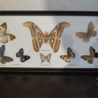 Продавам препарирани тайландски пеперуди , снимка 3 - Декорация за дома - 44717764