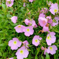 Розова Йонотера, студоустойчива, снимка 8 - Градински цветя и растения - 42569424