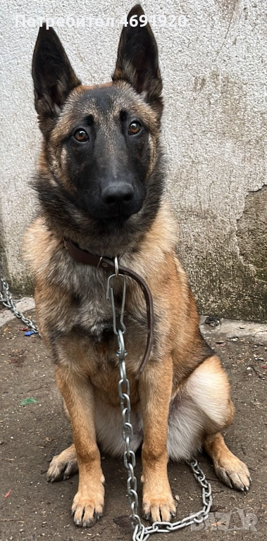  СПЕШНО Белгийска Овчарка (Малиноа), снимка 1