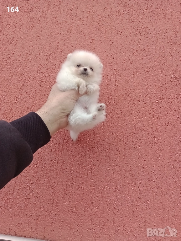 Померан. Миниатюрно момиченце., снимка 1