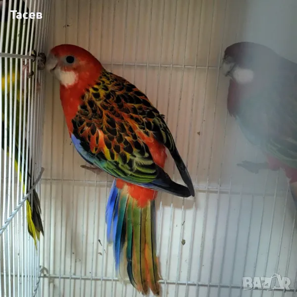 Розела , снимка 1