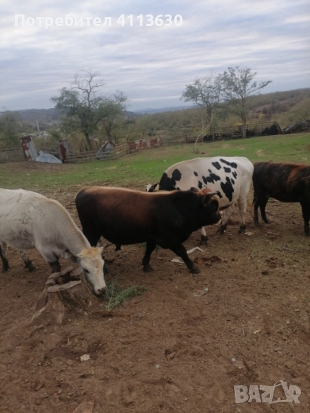 Телета, снимка 1