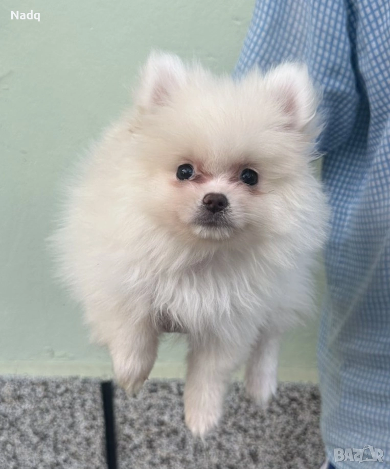 Померан , снимка 1