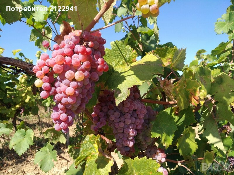 Мискет червен от Сунгурларе, снимка 1