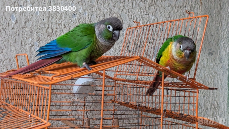 папагали пирура мулина и пирура хипоксантия, снимка 1