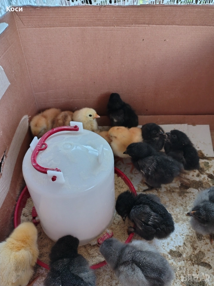 Люпя пиленца с кокоши яйца на клиента , снимка 1