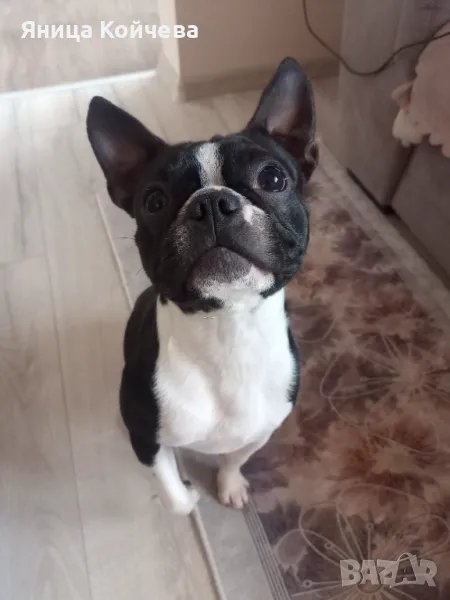 Бостън териер , снимка 1