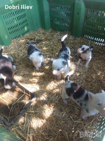 Продавам Бордан Колита, снимка 1