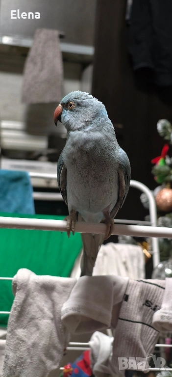 Папагал Александър, снимка 1