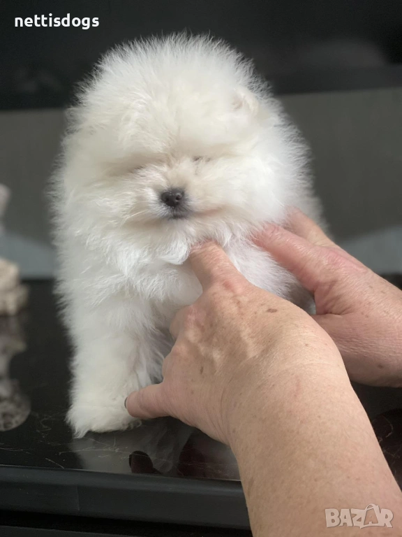 Уникални Мини Померани с родословие, снимка 1