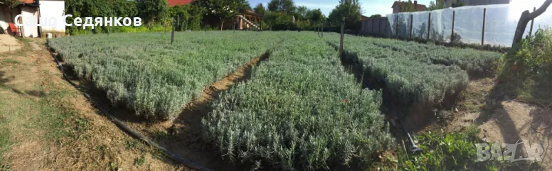 Разсад лавандула, снимка 1