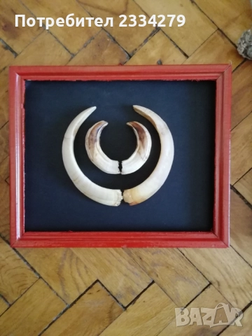 Рога от саръндаци и зъби от диво прасе, 70-80те години, снимка 16 - Колекции - 52583206