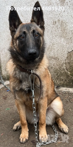  СПЕШНО Белгийска Овчарка (Малиноа)