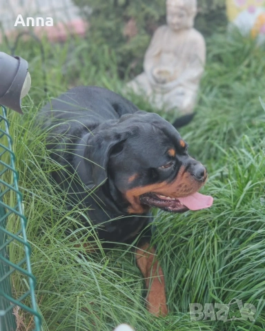 Мъжки ротвайлер эа разплод с родословие , снимка 3 - Ротвайлер - 54322655