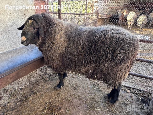 Кочове Фрезиец 3 боря, снимка 3 - Овце - 54083875