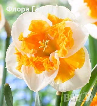 Луковици НАРЦИС, снимка 16 - Сортови семена и луковици - 46827345