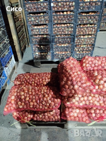 БАЛУЧКА за зелен лук , снимка 5 - Сортови семена и луковици - 51980489