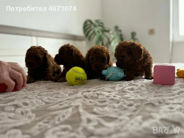 Продавам мини пуделчета , снимка 5 - Пудели - 54058158