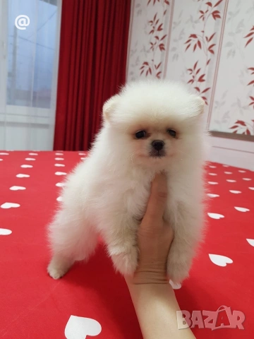 Померан померанчета Гр София, снимка 3 - Померан - 54014233