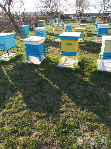 Пчелни семейства, снимка 1 - За пчели - 44803162