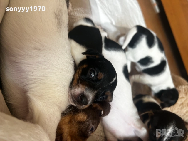 ДЖАК РЪСЕЛ 250ЛВ ЗА БРОЙ 1109251832, снимка 15 - Джак ръсел териер - 51682392