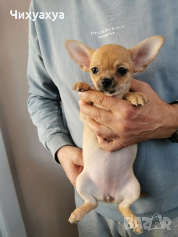 Чихуахуа мъжки и женски, снимка 3 - Чихуахуа - 41803190