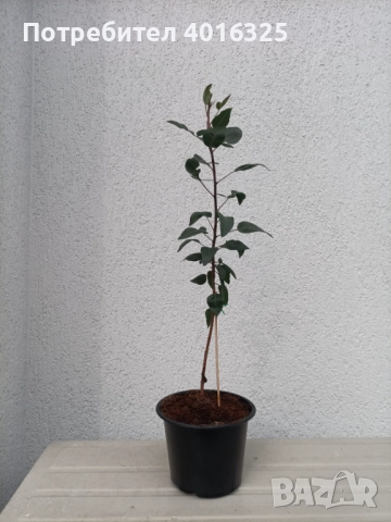 Разсад шамфъстък, снимка 2 - Стайни растения - 44589069