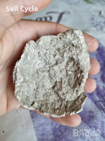 ✅ФОСИЛ - СТРИДА❗, снимка 2 - Други ценни предмети - 51165878