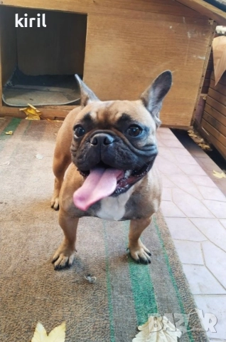 Хотел за кучета - Игри на воля , снимка 6 - Други услуги - 52645884