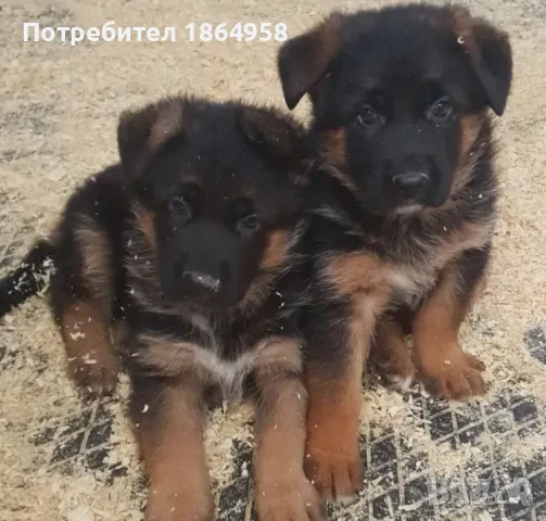 Бебета Немска Овчарка Доставка, снимка 4 - Немска овчарка - 50038663