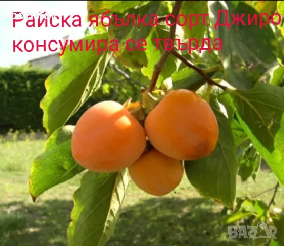 Продавам райски ябълки сортове: Костата и Джиро