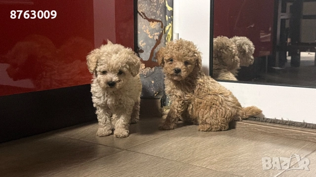 Пудел той, снимка 2 - Пудели - 54230934