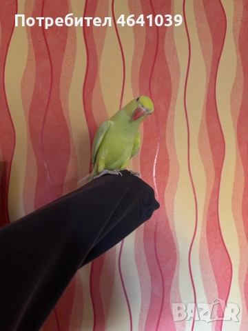 Жълтоглав Малък Александър, снимка 2 - Папагали - 52861361