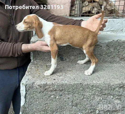 Трицветни гончета, снимка 5 - Гонче - 56451696