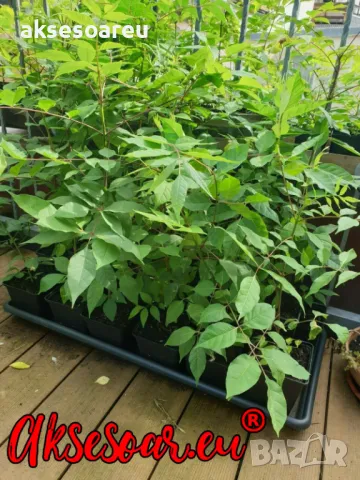 Фиданки от медоносното дърво на пчеларя Еводия Даниели разсад дръвчета за медосбор