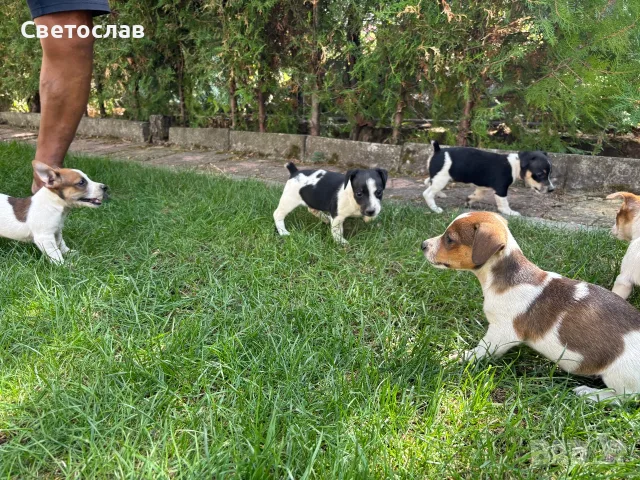Продавам Джак Ръсел 
