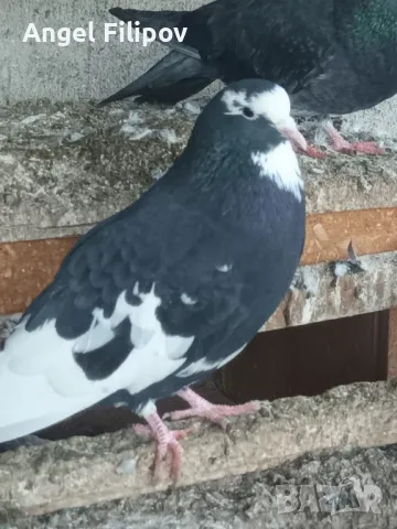 пазарджишки високолетци , снимка 8 - Гълъби - 46485896