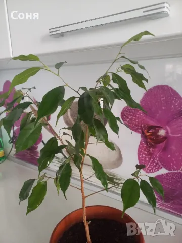 Фикус,бенджамин ,кактуси,юка,замиокулкас  и др.едри цветя, снимка 6 - Стайни растения - 45380559