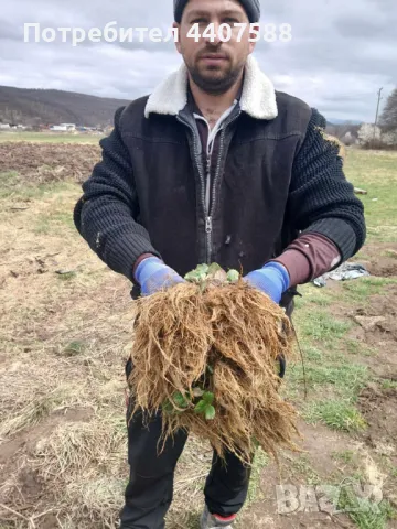 Разсад ягоди и малини , снимка 11 - Разсади - 49802462