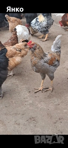 Петли Арауакана