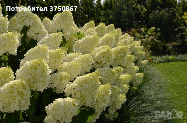 💞🤍🍀 Hydrangea paniculata 'Polar Bear' Хортензия метличеста „Полярна мечка“, снимка 3 - Градински цветя и растения - 53882430