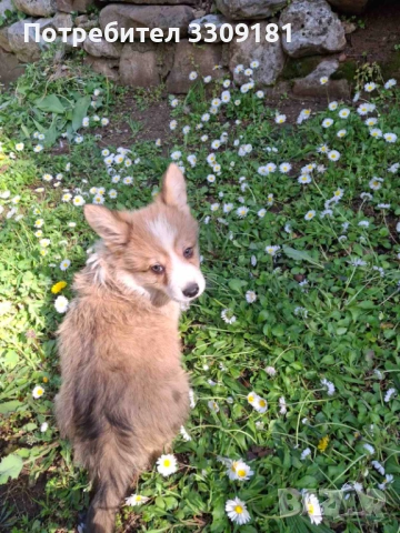 Уелско Корги Пембруг , снимка 5 - Други - 54357091