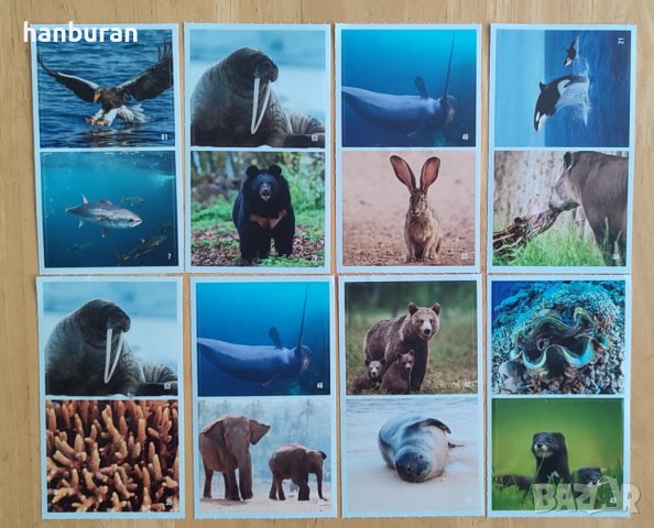 Стикери Билла - Невероятните животни по света, снимка 1 - Колекции - 22964944