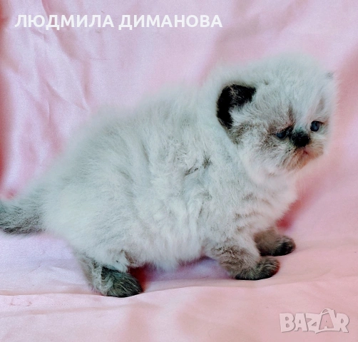 Персийско хималайско момиче. , снимка 6 - Персийска - 54252433