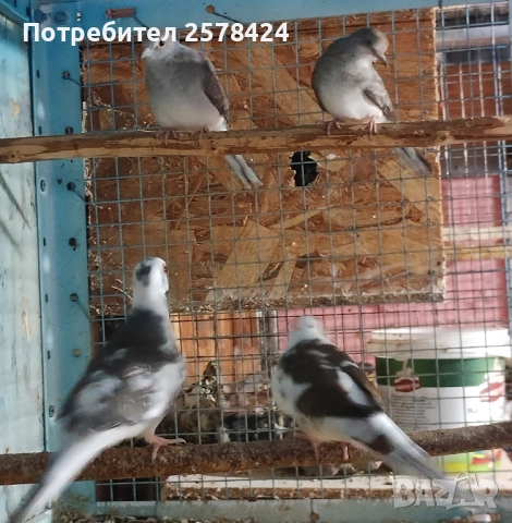 Продавам двете млади диамантени гугутки 0879166611, снимка 3 - други­ - 52047203