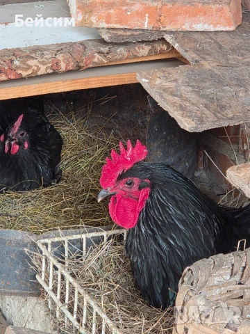 Петли Австралорп, снимка 5 - Кокошки и пуйки - 53294858