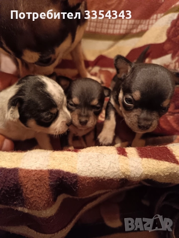 Чихо пинчери родени са 23.11.25, снимка 2 - Чихуахуа - 52791732