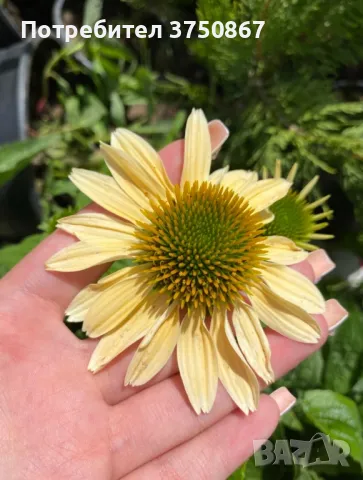 💜🧡🩷 Ехинацея / Echinacea 💜🧡🩷, снимка 3 - Градински цветя и растения - 49778110